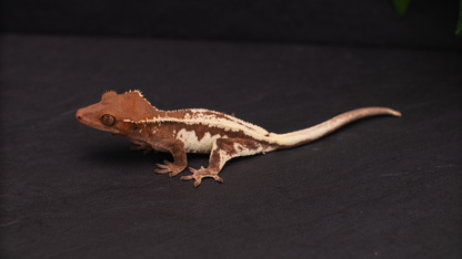 Frappuccino Crested Gecko (Highway Omni Geckos Line)