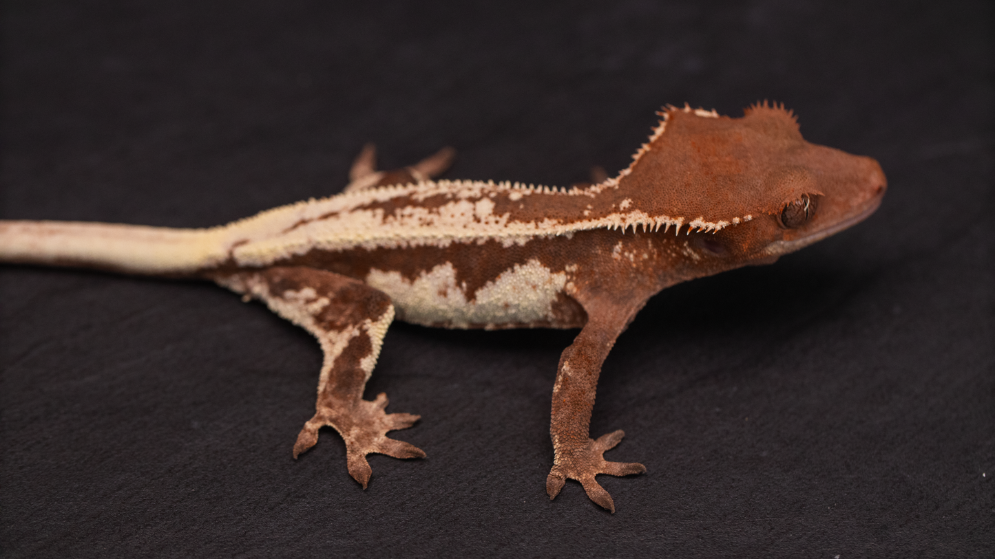 Frappuccino Crested Gecko (Highway Omni Geckos Line)