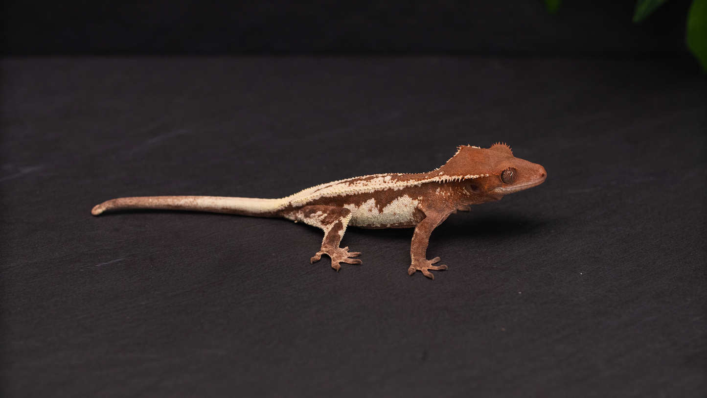Frappuccino Crested Gecko (Highway Omni Geckos Line)