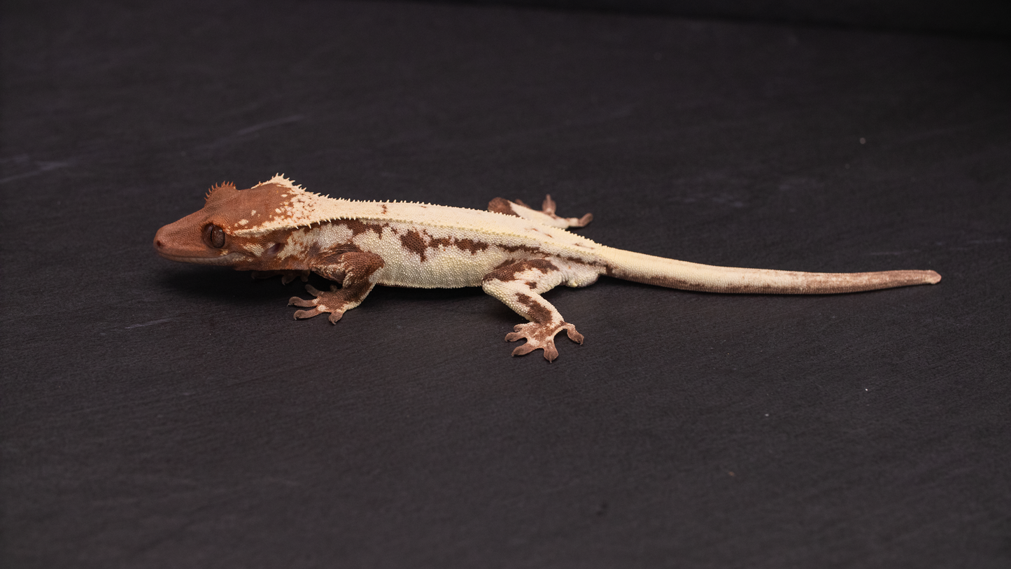 Frappuccino Crested Gecko (Highway Omni Geckos Line)