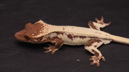 Frappuccino Crested Gecko (Highway Omni Geckos Line)
