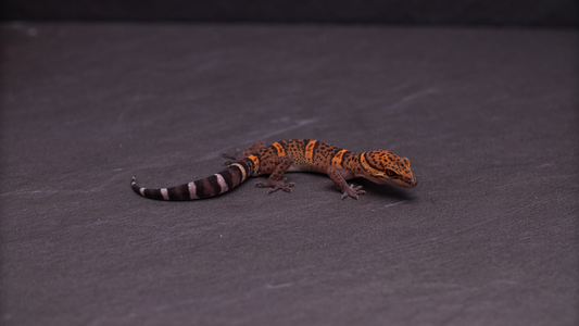 Goniurosaurus bawanglingensis (Chinese Cave Gecko)