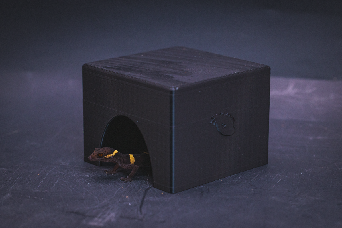 Small black PETG gecko cave hide with Cave Gecko emerging from entrance