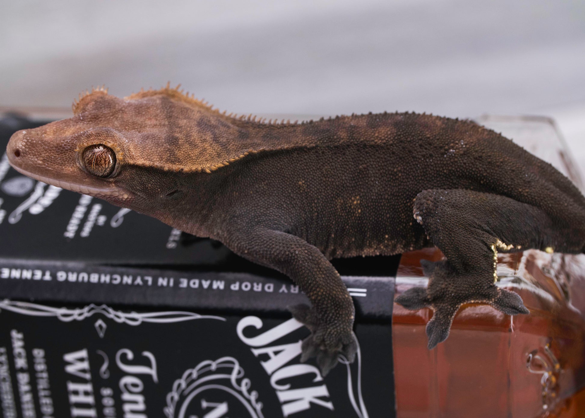 Dark Phantom Crested Gecko for sale