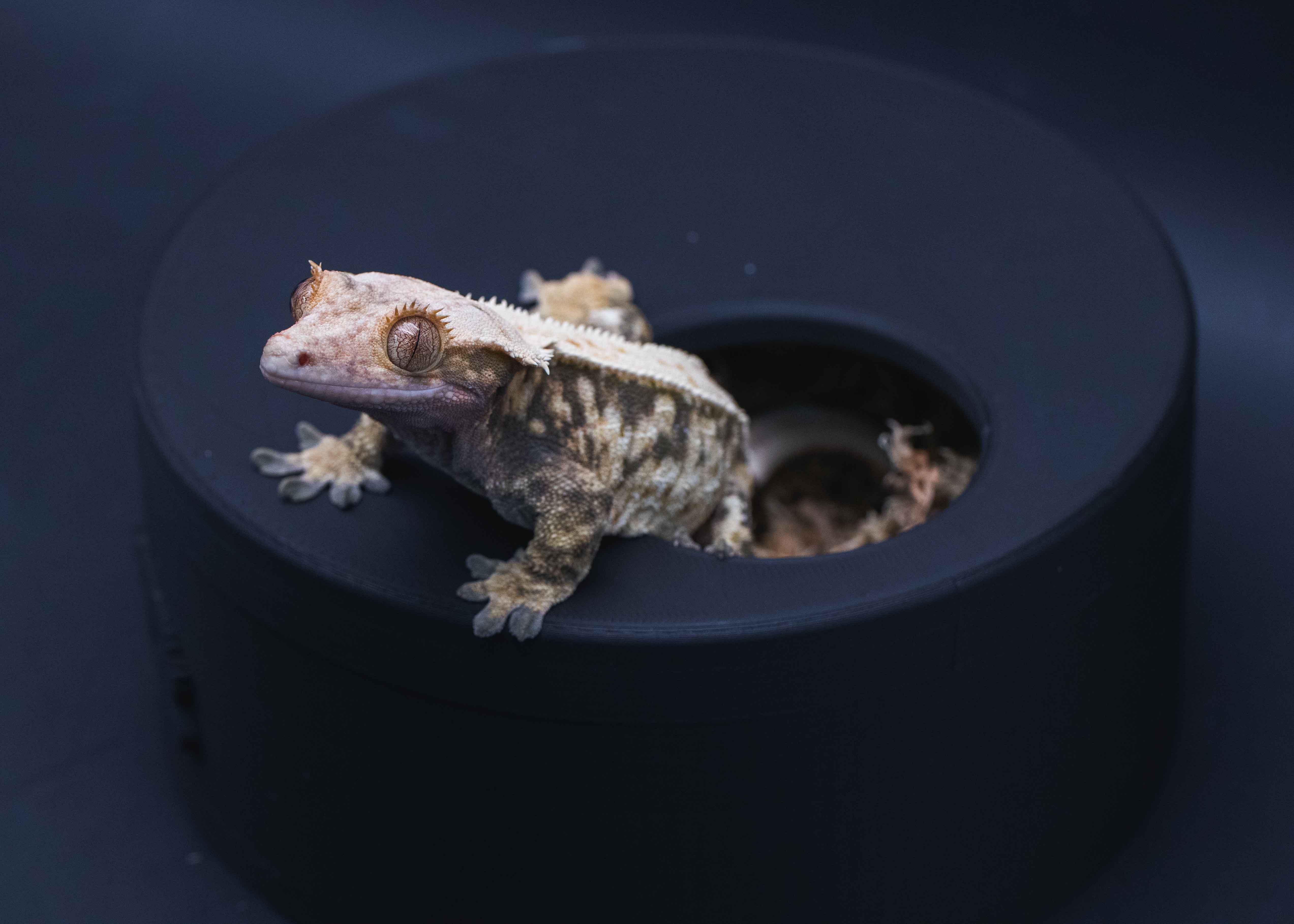 Crested Gecko Dual-Purpose Humid Hide & Egg-Laying Bin ...