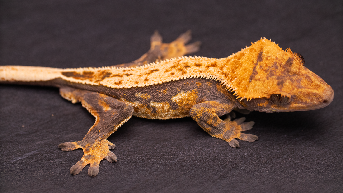 Crested Gecko: Pinstripe Harlequin (male)