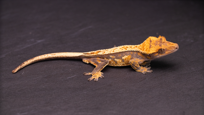 Crested Gecko: Pinstripe Harlequin (male)