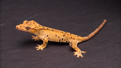 Crested Gecko: Dalmatian Juvenile Female