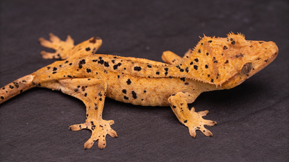 Crested Gecko: Dalmatian Juvenile Female