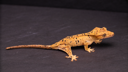 Crested Gecko: Dalmatian Juvenile Female