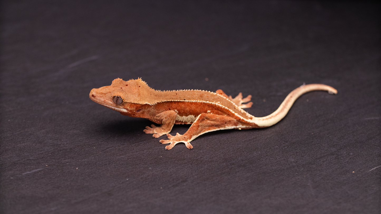 Crested Gecko: Phantom Lilly White w/ Confetti Dal