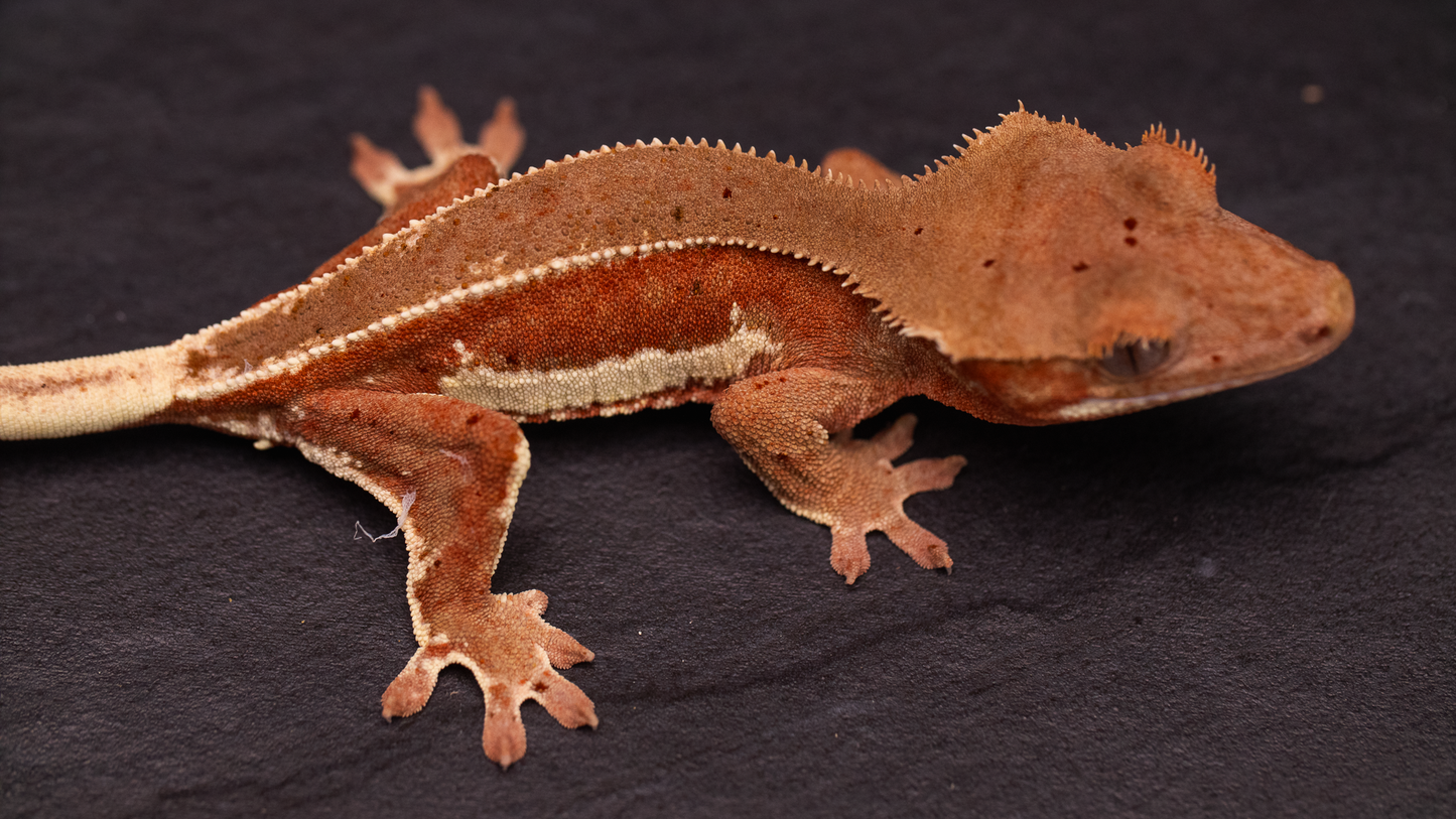 Crested Gecko: Phantom Lilly White w/ Confetti Dal