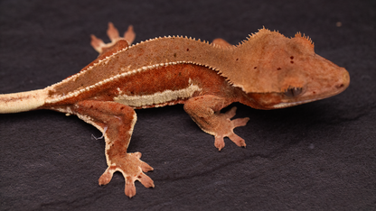 Crested Gecko: Phantom Lilly White w/ Confetti Dal