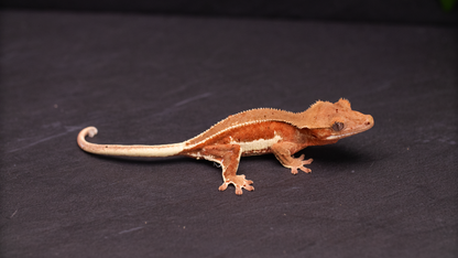 Crested Gecko: Phantom Lilly White w/ Confetti Dal