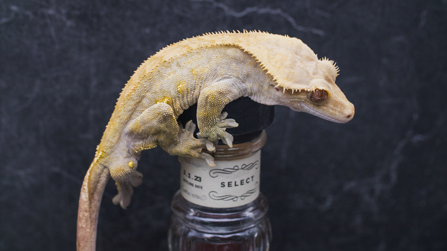 Dark Phantom Line - Adult Male - Crested Gecko