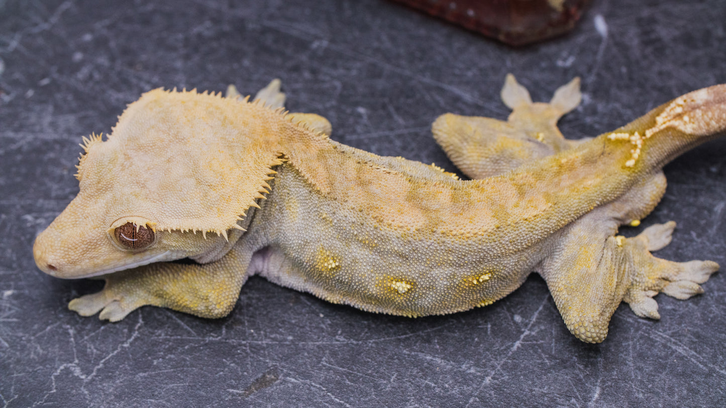 Dark Phantom Line - Adult Male - Crested Gecko