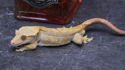 Dark Phantom Line - Adult Male - Crested Gecko