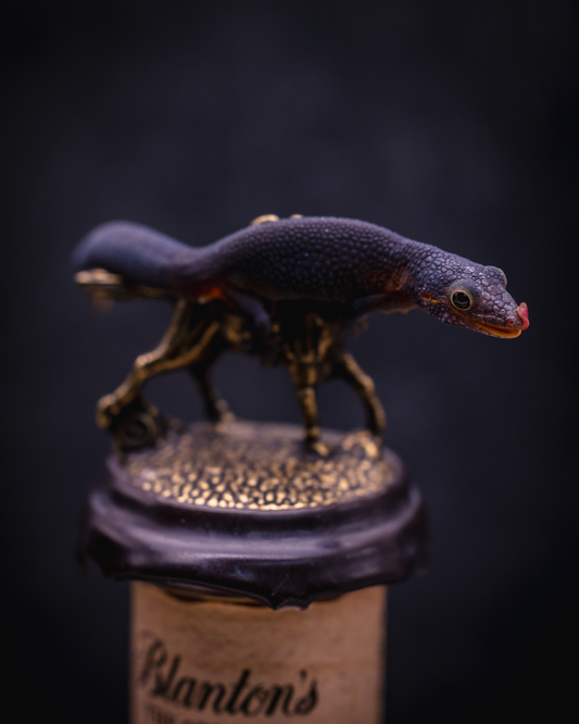 Melanistic Eurydactylodes Occidentalis