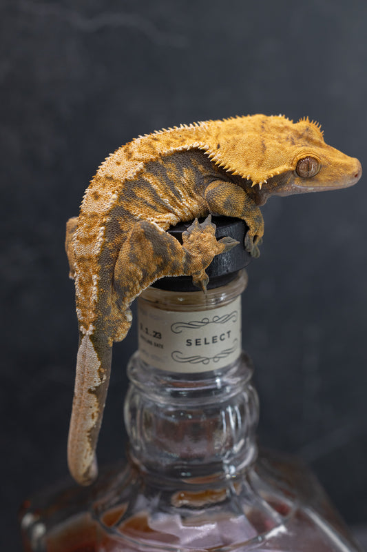 Extreme Harlequin Crested Gecko