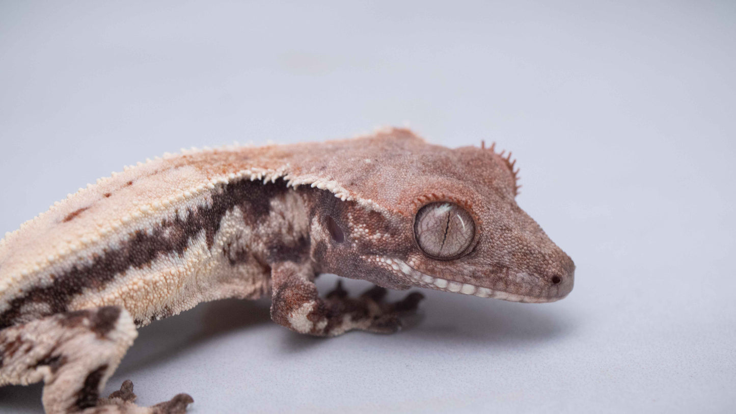 Omni Highway Line Crested Gecko