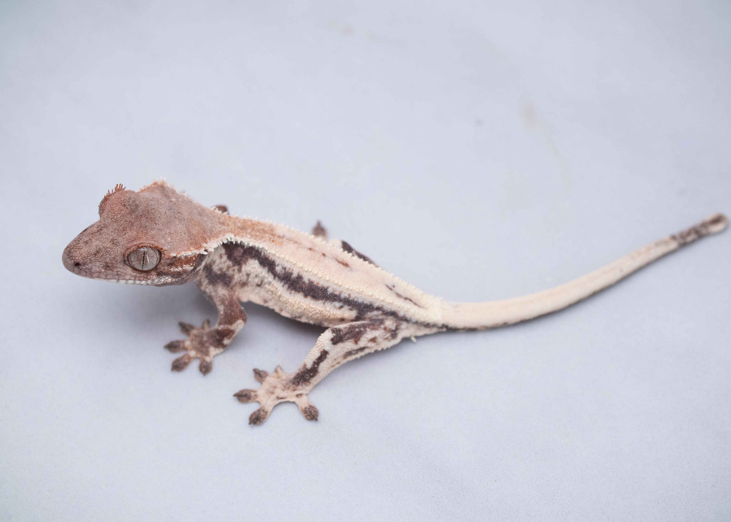 Omni Highway Crested Gecko for sale