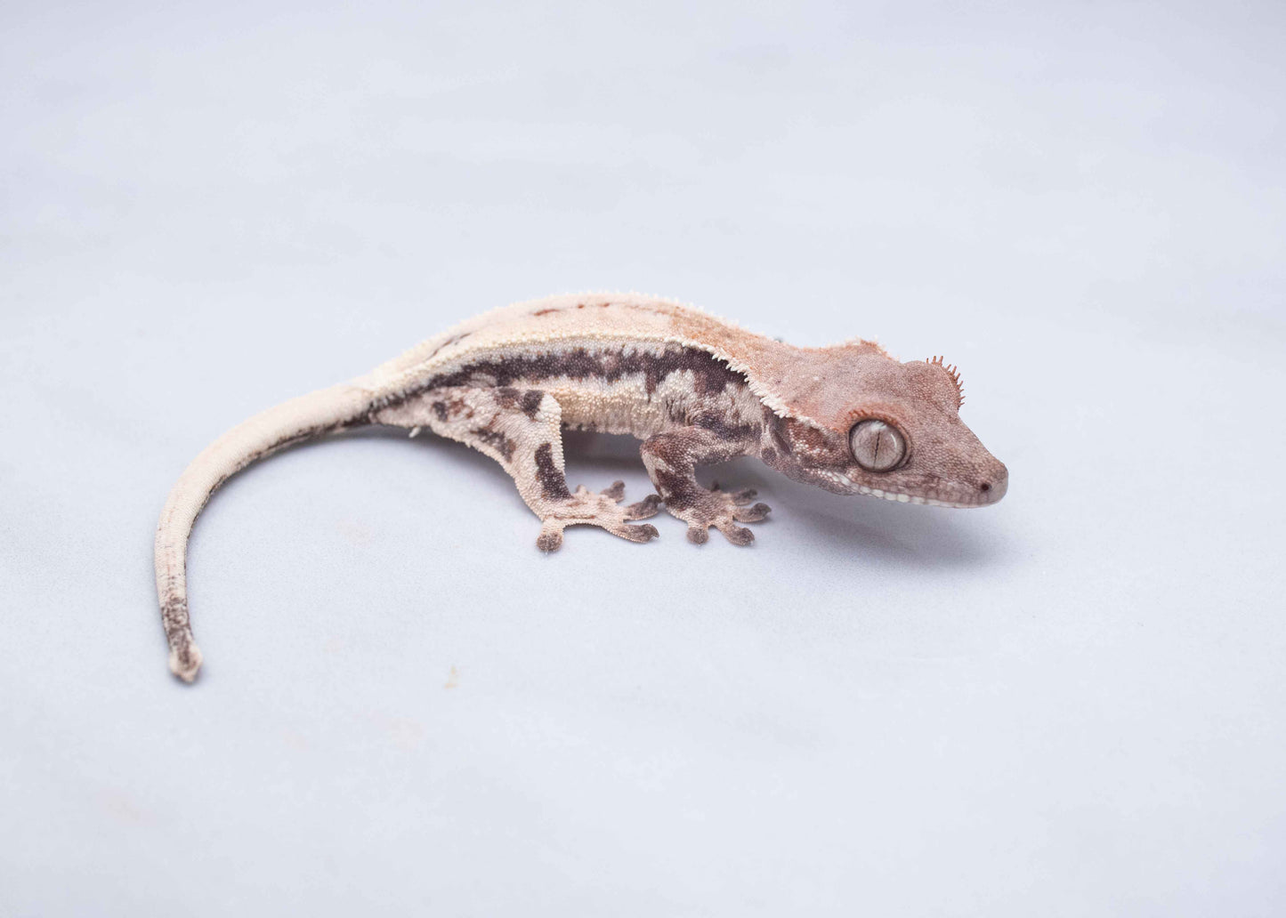 Omni Geckos Highway Line - Highway Lilly Baby Crested Gecko - Unsexed