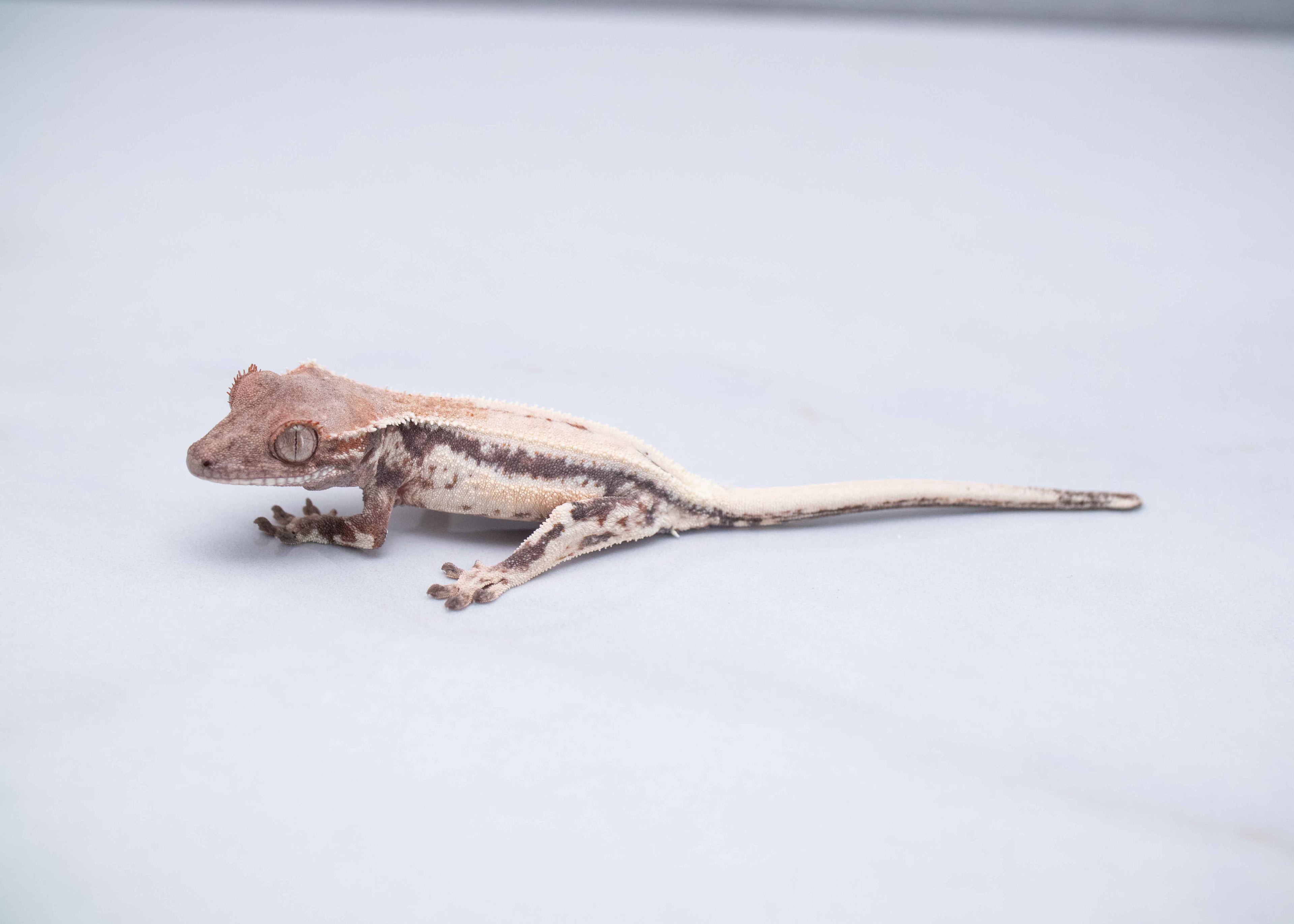 Frappuccino Crested Gecko for Sale