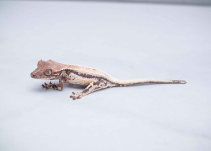 Omni Geckos Highway Line - Highway Lilly Baby Crested Gecko - Unsexed