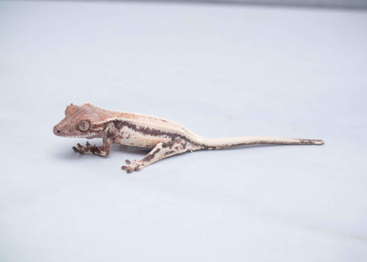 Omni Geckos Highway Line - Highway Lilly Baby Crested Gecko - Unsexed