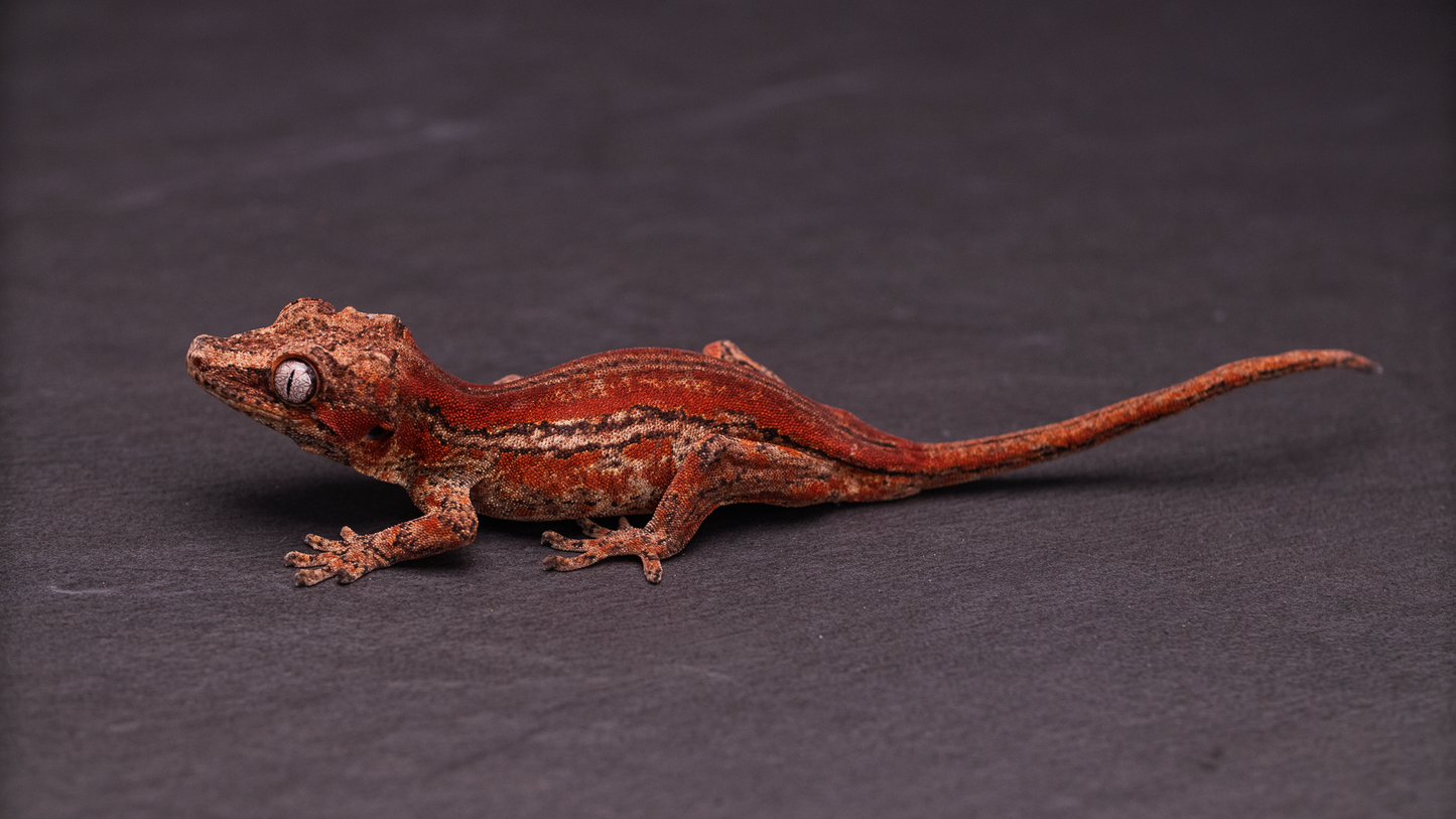 Gargoyle Gecko - Red Stripe Juvenile (probable female)