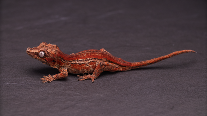 Gargoyle Gecko - Red Stripe Juvenile (probable female)