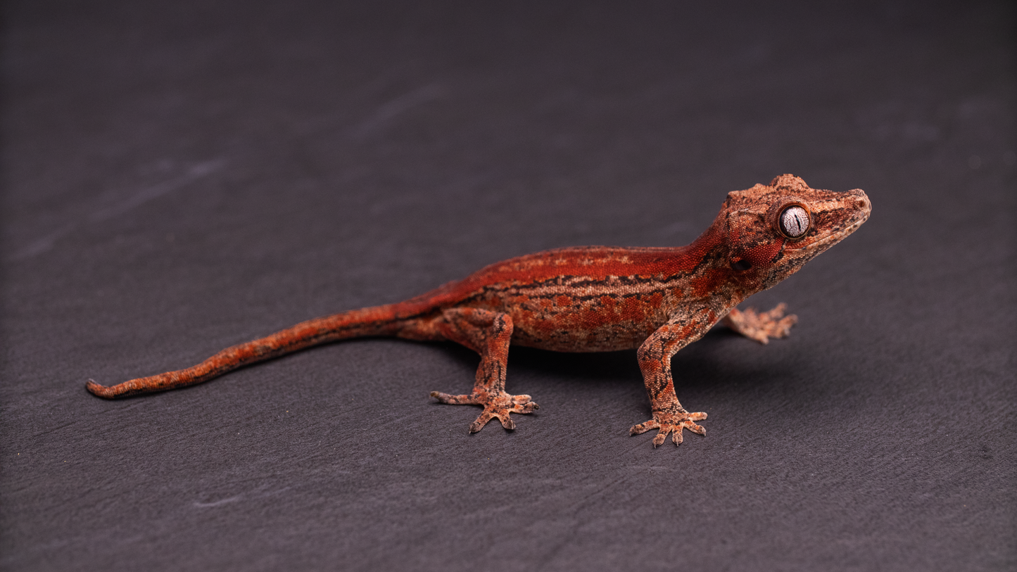 Gargoyle Gecko - Red Stripe Juvenile (probable female)