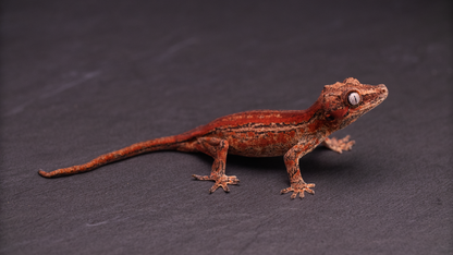 Gargoyle Gecko - Red Stripe Juvenile (probable female)