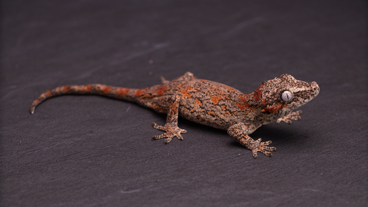 Gargoyle Gecko - Red Blotch Juvenile (probable female)