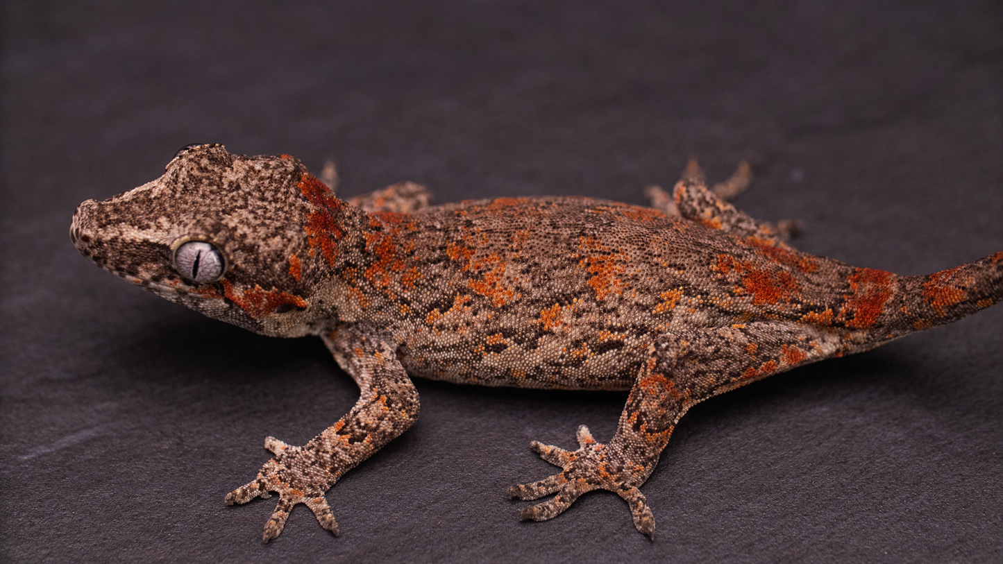 Gargoyle Gecko - Red Blotch Juvenile (probable female)