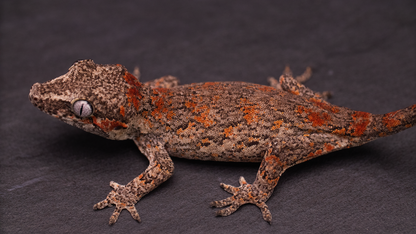 Gargoyle Gecko - Red Blotch Juvenile (probable female)