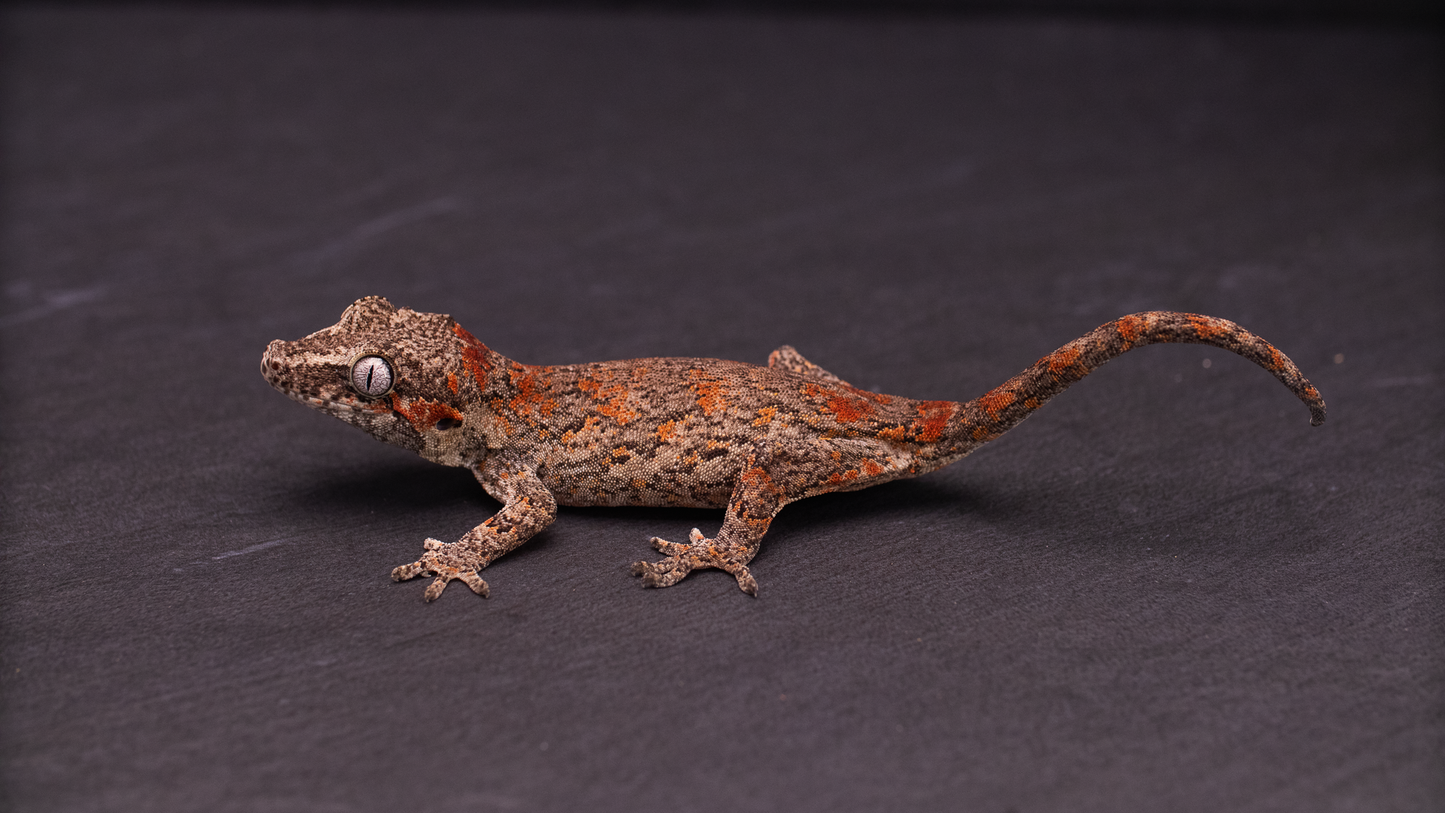 Gargoyle Gecko - Red Blotch Juvenile (probable female)
