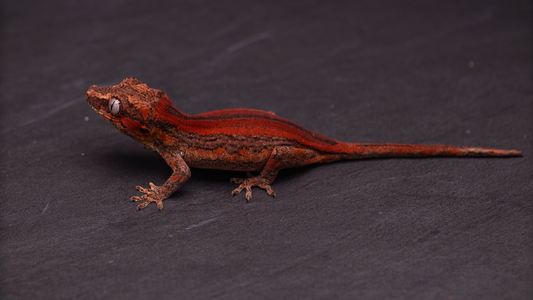 Gargoyle Gecko - Red Stripe (unsexed)