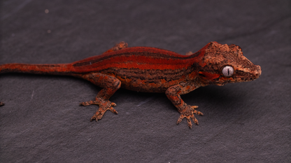 Gargoyle Gecko - Red Stripe (unsexed)