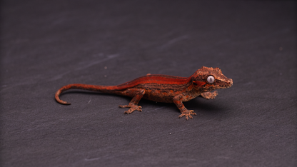 Gargoyle Gecko - Red Stripe (unsexed)