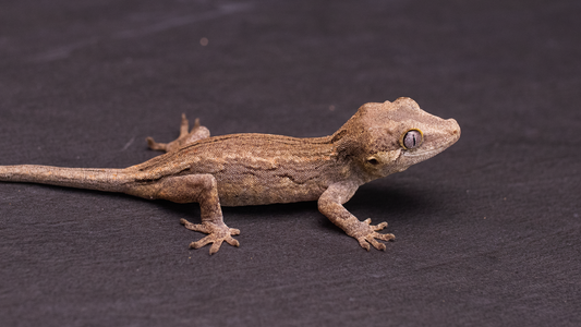 Gargoyle Gecko - unsexed