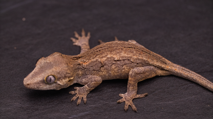 Gargoyle Gecko - unsexed