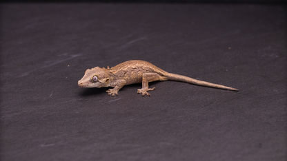Gargoyle Gecko - unsexed
