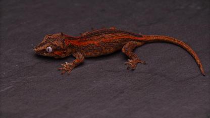 Gargoyle Gecko - Orange Stripe Young Juvenile
