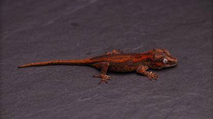 Gargoyle Gecko - Orange Stripe Young Juvenile