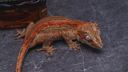 Red Stripe Gargoyle Gecko - Female - Adult