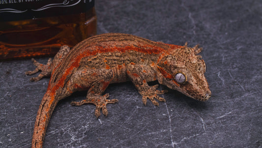 Red Stripe Gargoyle Gecko - Female - Adult