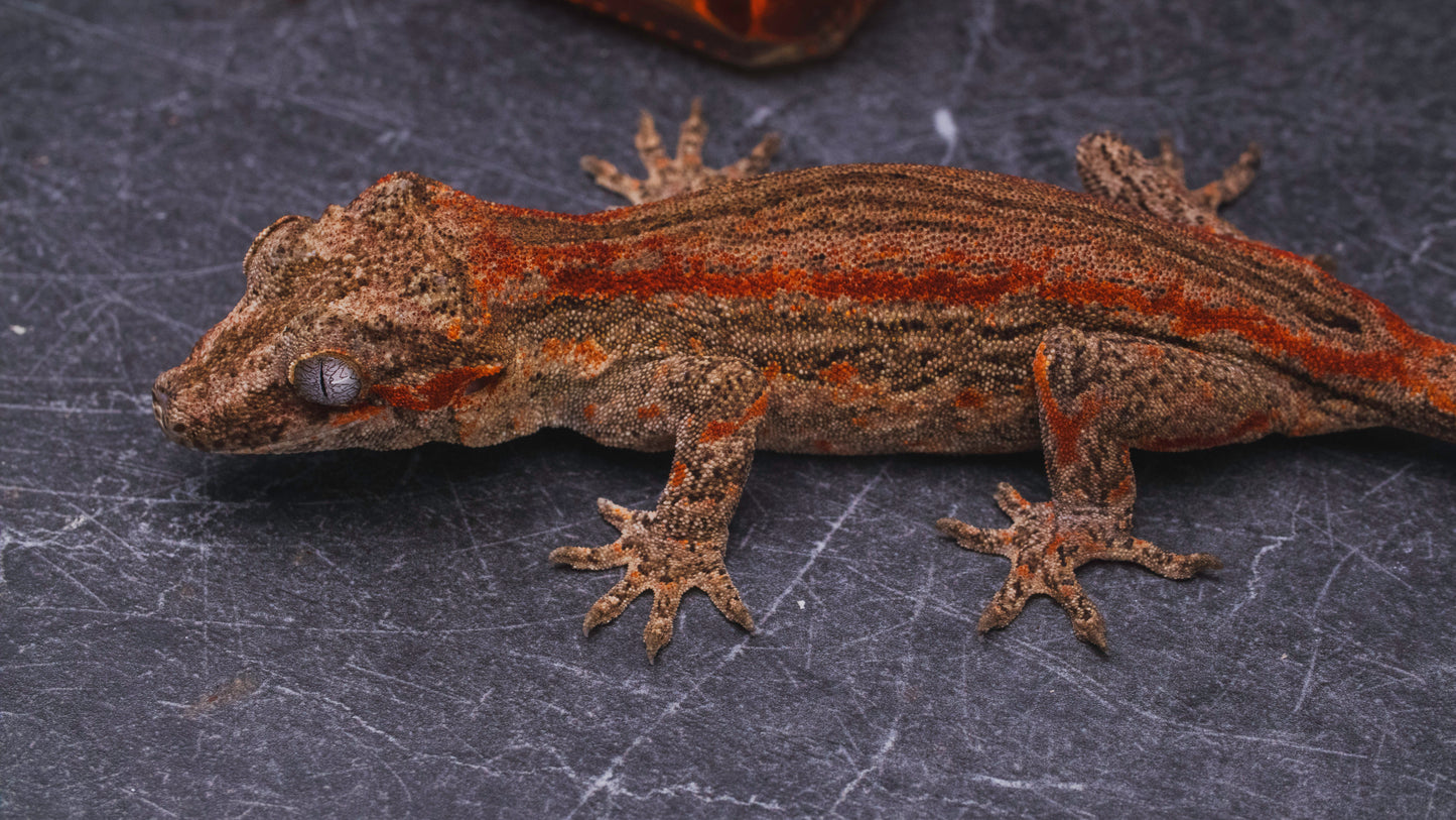 Red Stripe Gargoyle Gecko - Female - Adult