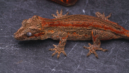 Red Stripe Gargoyle Gecko - Female - Adult