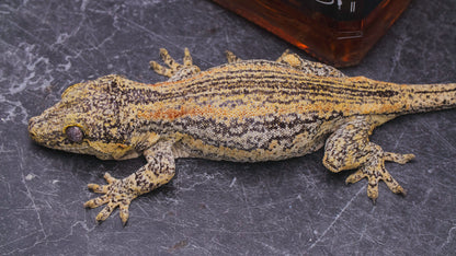 Orange Stripe Gargoyle Gecko - Female - Adult